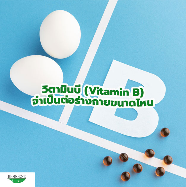 วิตามินบี (Vitamin B) จำเป็นต่อร่างกายขนาดไหน
