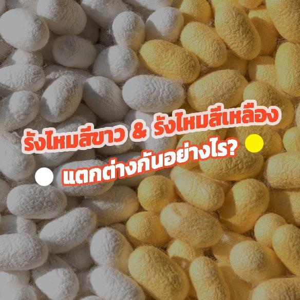 รังไหมสีขาว และรังไหมสีเหลืองแตกต่างกันอย่างไร

&nbsp;
