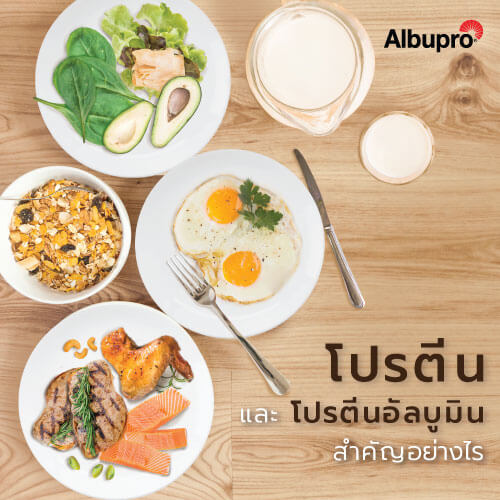 โปรตีนอัลบูมิน สำคัญอย่างไร
