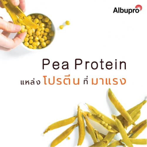 Pea Protein โปรตีนที่กำลังมาแรงที่สุดในตอนนี้

&nbsp;
